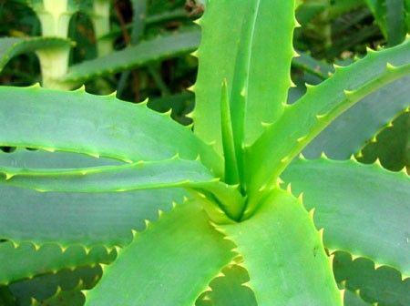 aloe_vera3