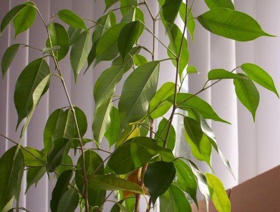 Ficus benjamin