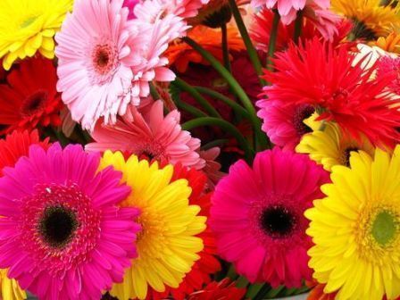 gerbera.01
