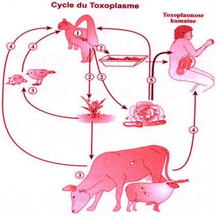 Toxoplasmosi, il ciclo