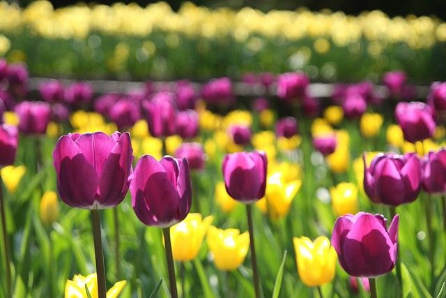 Festa-della-donna-fiori-da-regalare-tulipani
