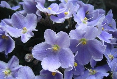 Violetta africana