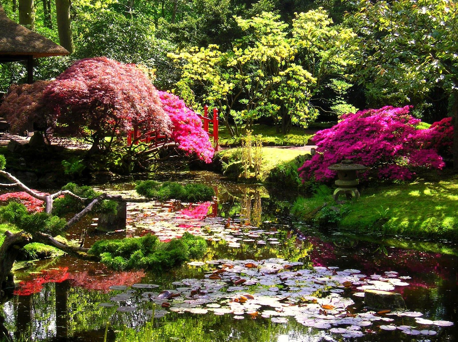 laghetto-orchidee-giardino-zen