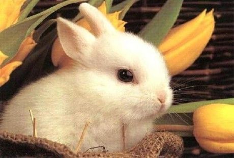 Come allevare i conigli in casa