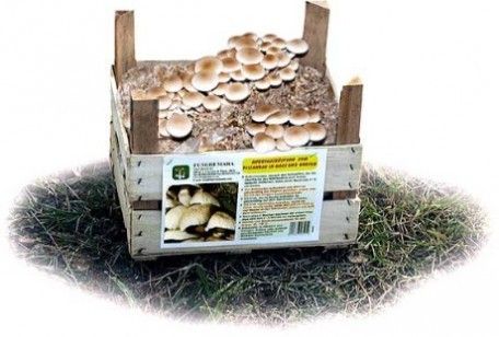 Come coltivare i funghi in casa