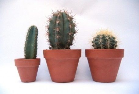 Come rinvasare i cactus, dalla scelta del vaso alla messa a dimora