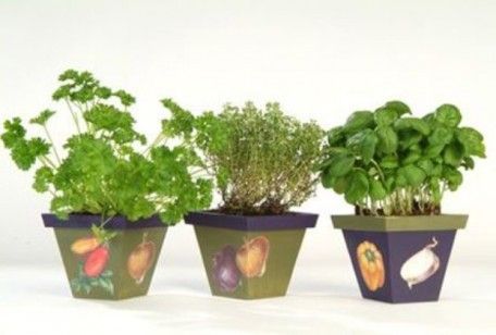 Come coltivare le piante aromatiche in casa