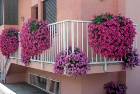 Piante e fiori da balcone perenni, ecco quali scegliere