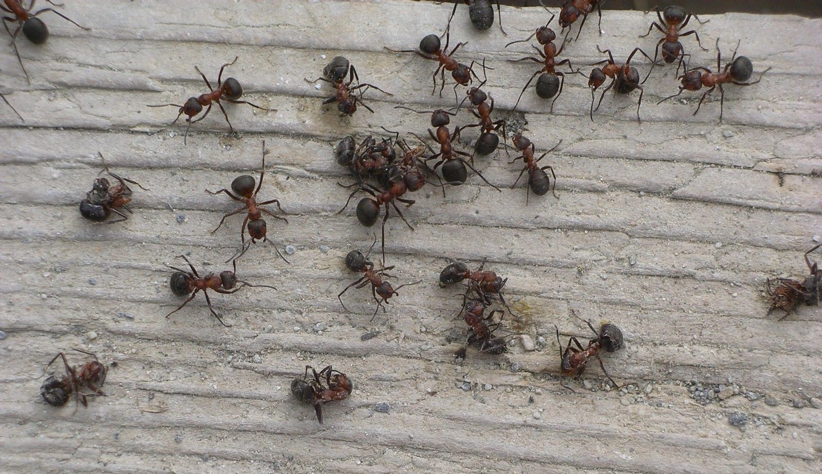 Come eliminare le formiche da casa