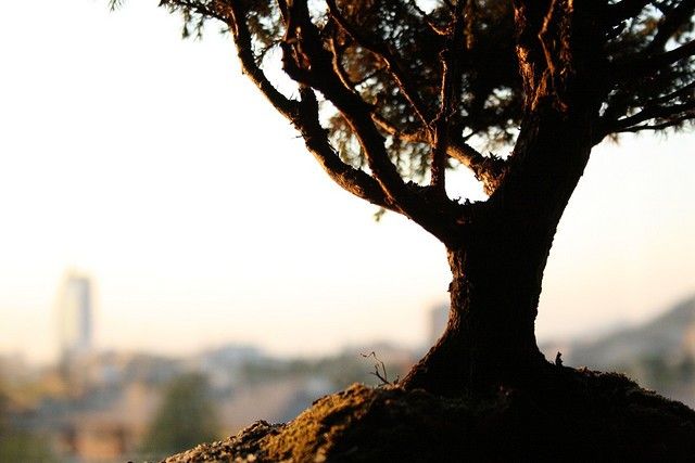 Come coltivare un bonsai in casa: qualche consiglio utile