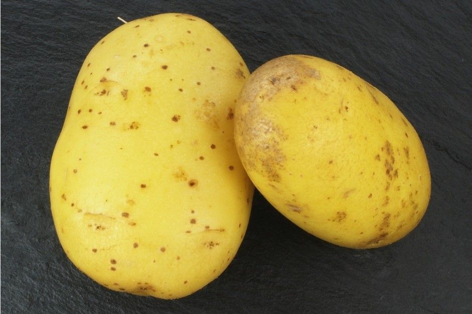 Come conservare le patate: tutti i trucchi