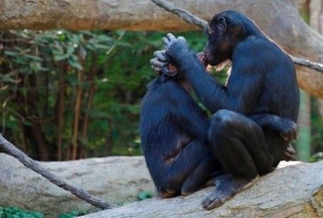 Scimmie che si baciano