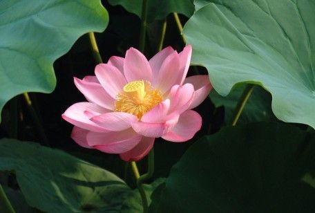 Coltivare i fiori di loto, qualche consiglio