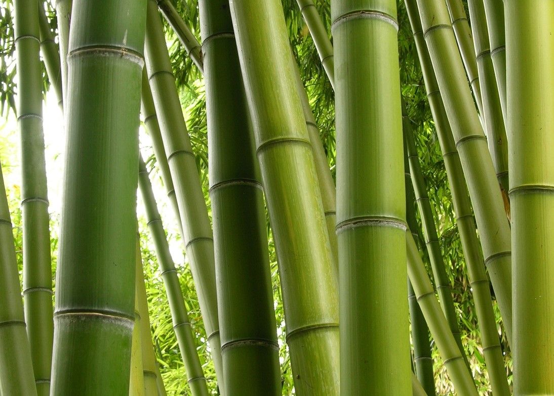 Olio di bambù