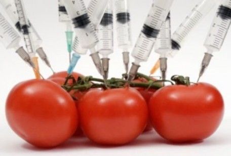 Ogm, i pro e i contro agli organismi geneticamente modificati