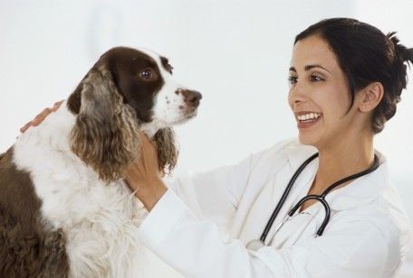 Leishmaniosi canina: terapia
