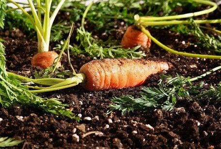 Come coltivare le carote in casa: qualche consiglio