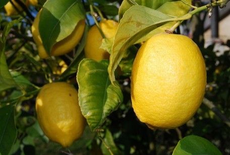 Come coltivare il limone in vaso: qualche consiglio