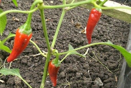 Come coltivare peperoni nell'orto: qualche consiglio