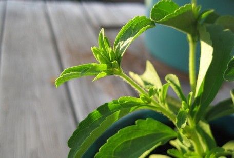Come coltivare la stevia in casa: qualche consiglio
