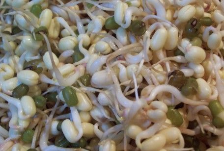 Coltivare germogli di soia in casa: qualche consiglio