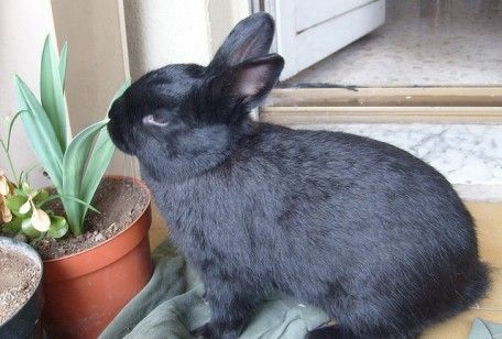 Come educare un coniglio nano