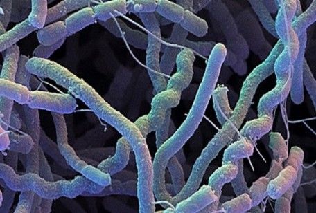 Streptomyces Bacteria