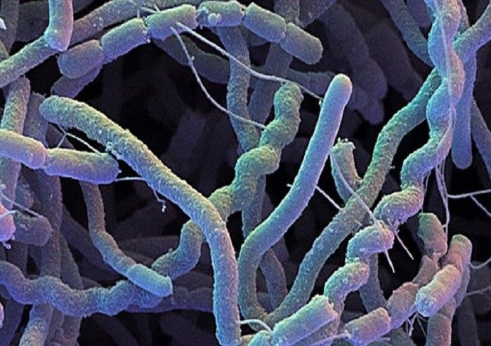 Tubercolosi: sintomi, contagio e cura - NanoPress Donna
