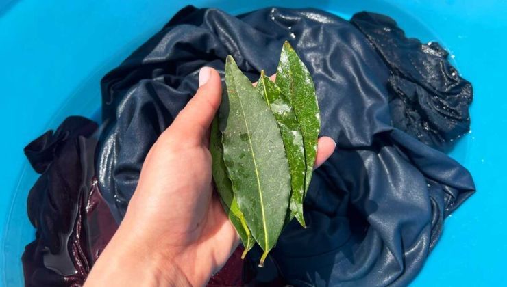 Laurel: ecco come usarlo per lavare i nostri vestiti