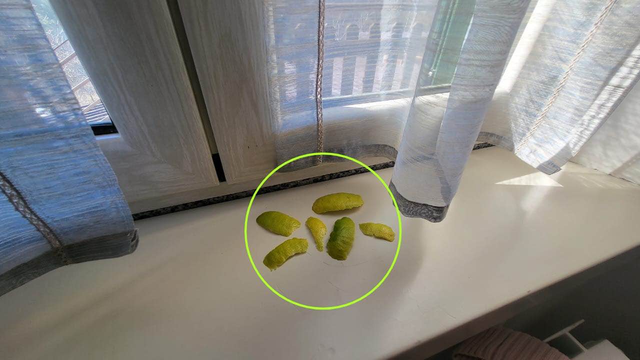 Des zestes de citron sur le rebord de la fenêtre