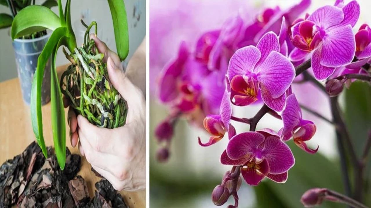 Orchidées en fleurs