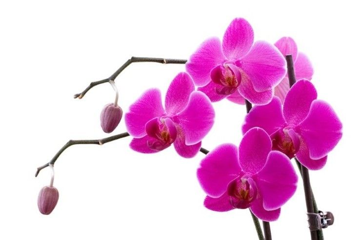 orchidée