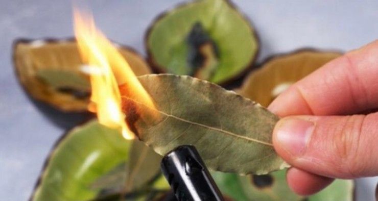 bruciare foglie di alloro