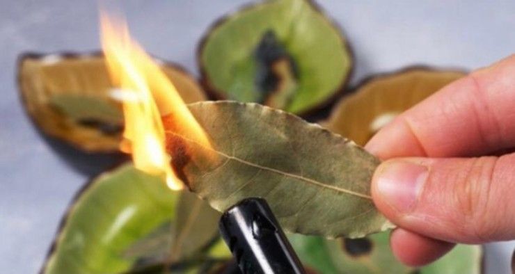 burn bay leaves