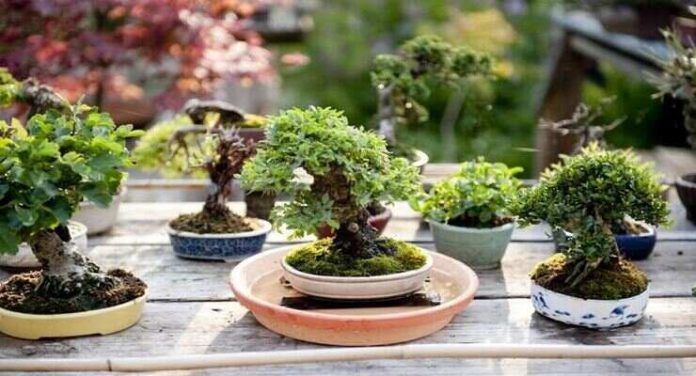 Ficus Bonsai immer grün, wie man ihn gießt, damit er üppig wird So