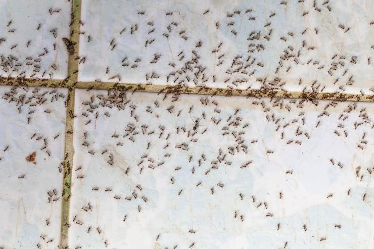 hormigas en el suelo