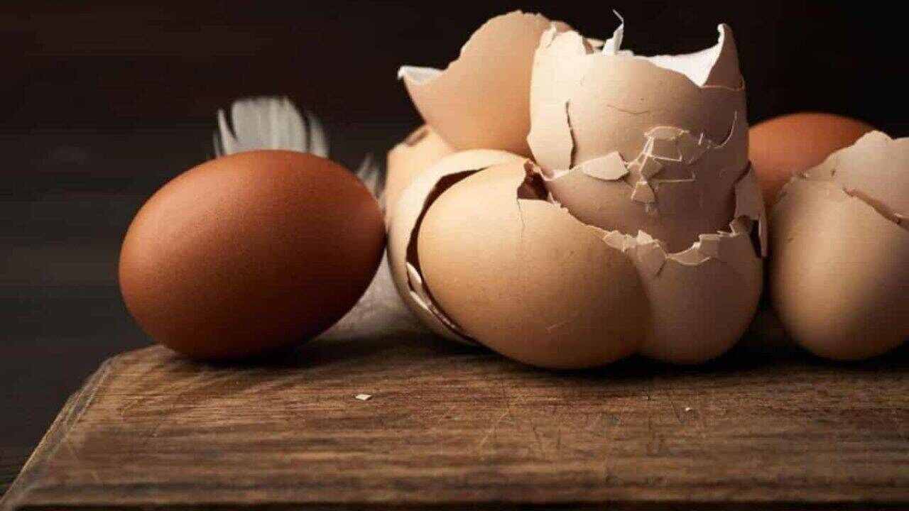 cáscara de huevo