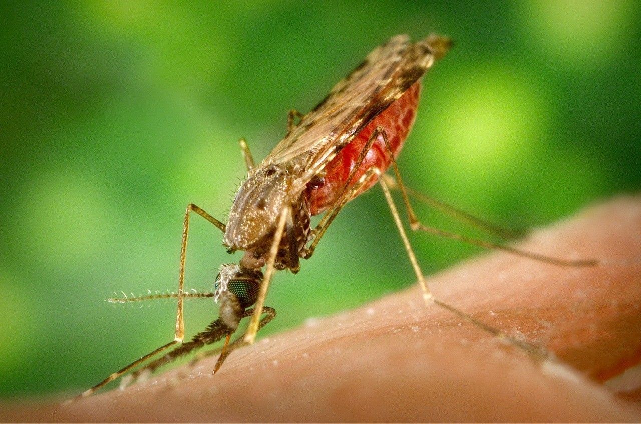 la malaria