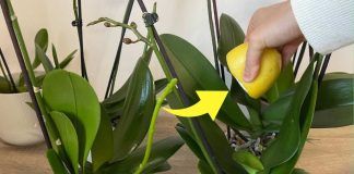 Succo di limone nelle orchidee