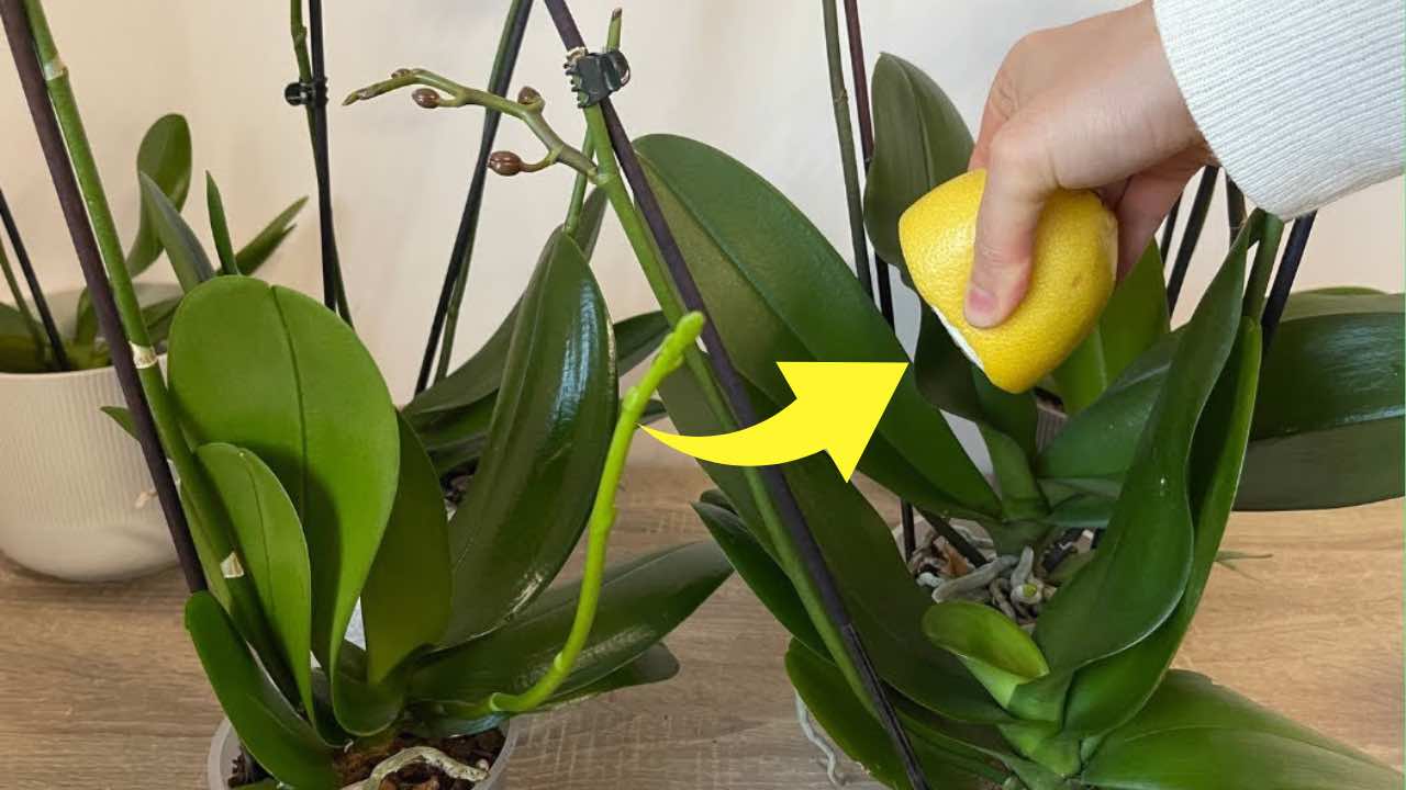 Lemon juice in orchids