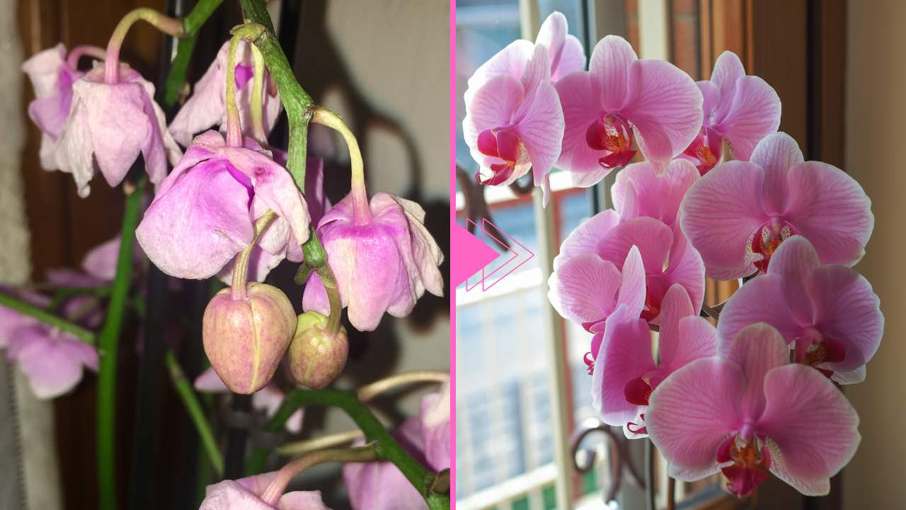 Orchidea appassita