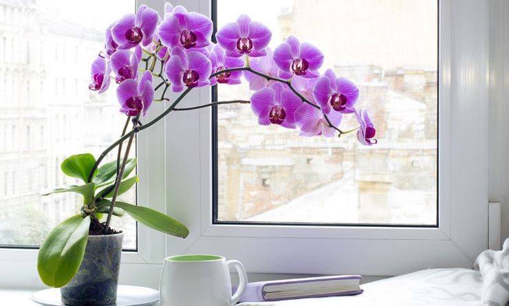 orchidea - consigli