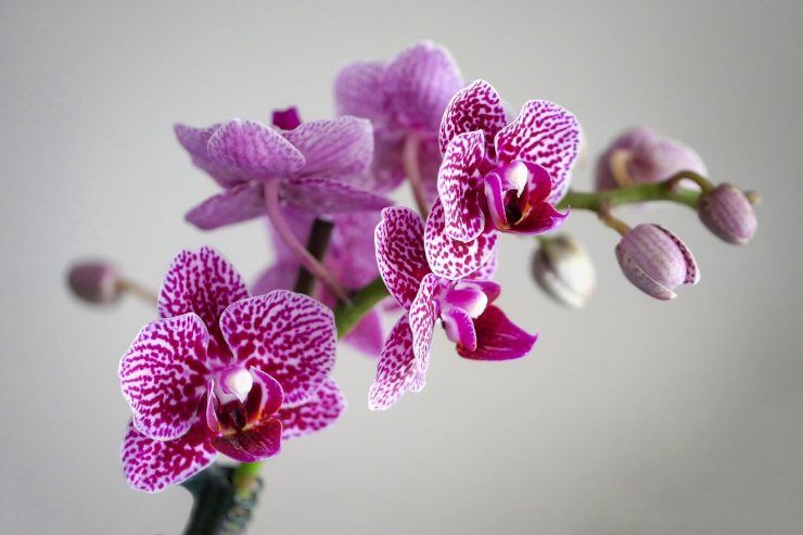 růžová orchidej
