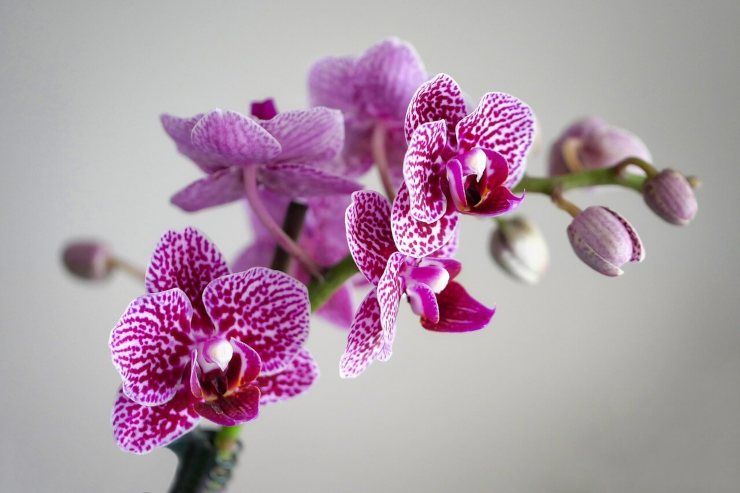 orchidea rosa 