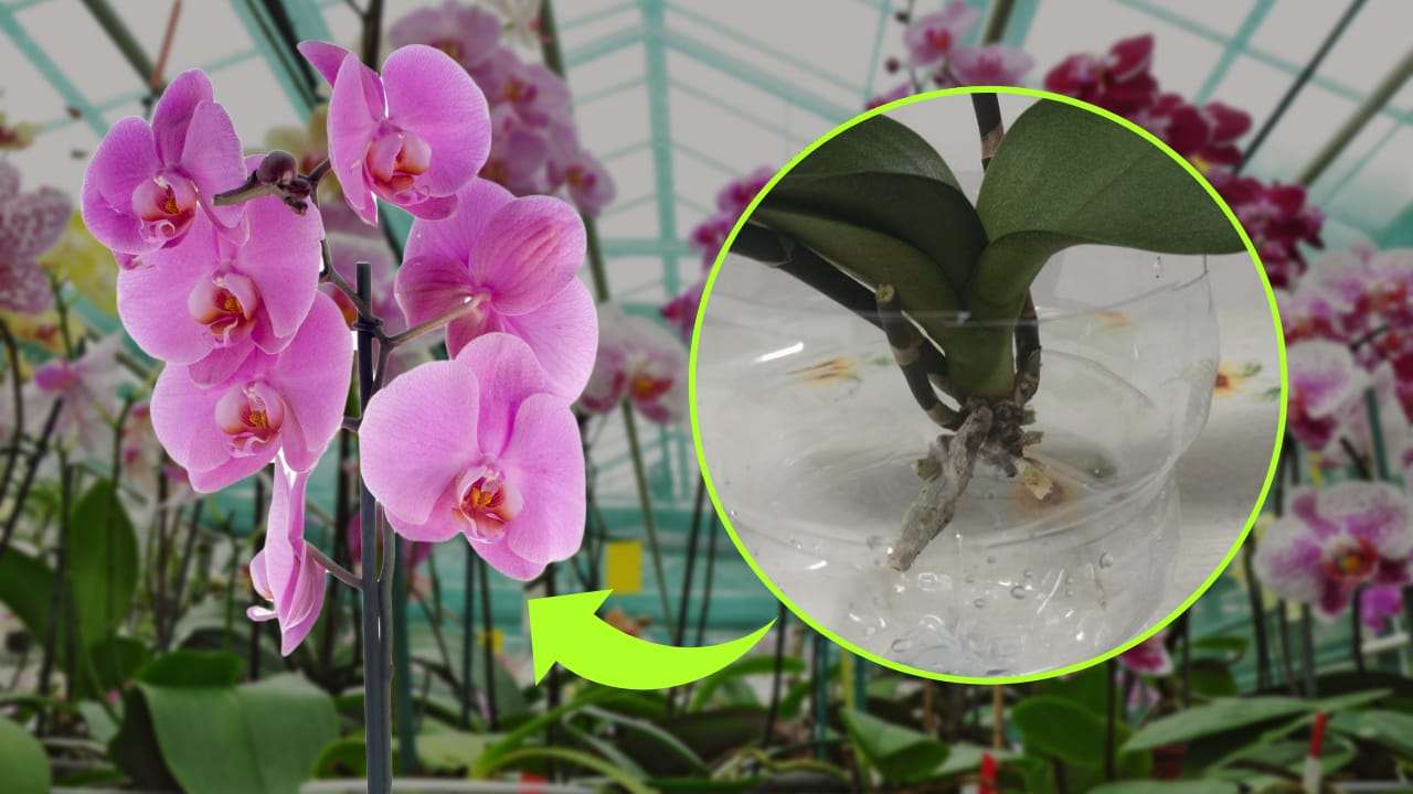 Wurzellose Orchidee