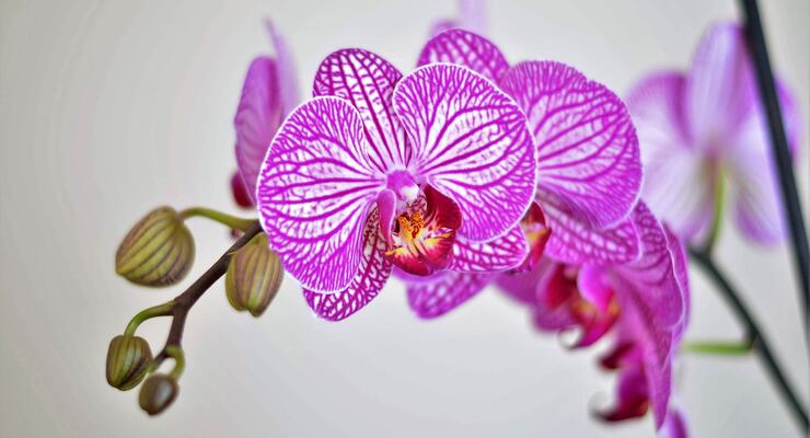 Revive Your Withered Orchid: Hope Is Just an Ingredient Away! – Tipsin ...