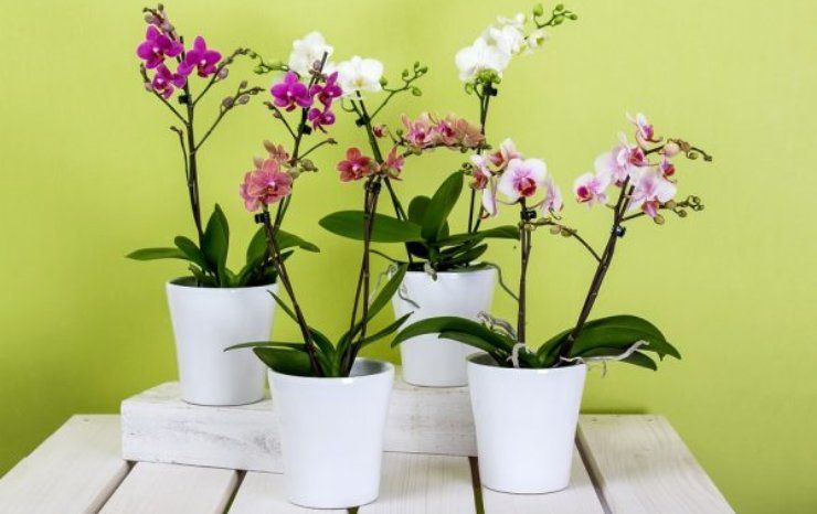 orchids