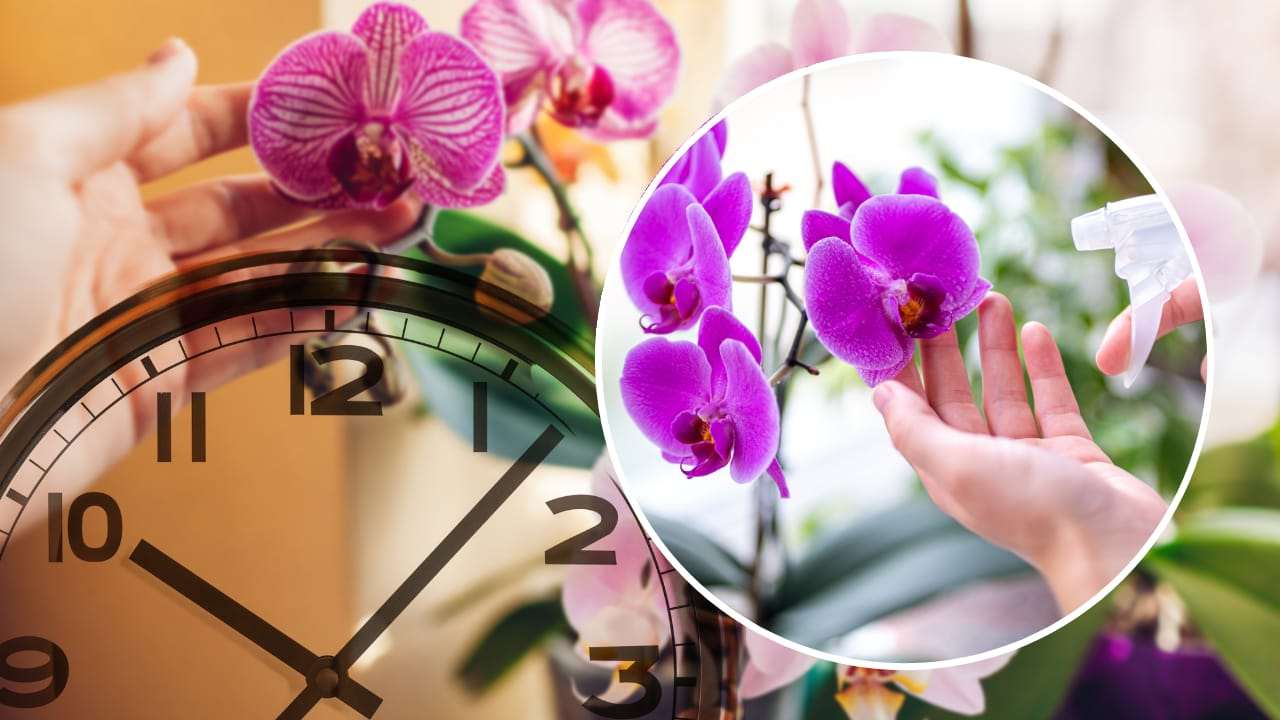 Orquídeas cuando regarlas