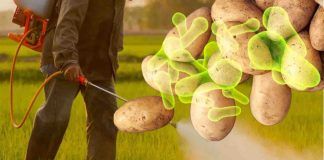 Patate e pesticidi