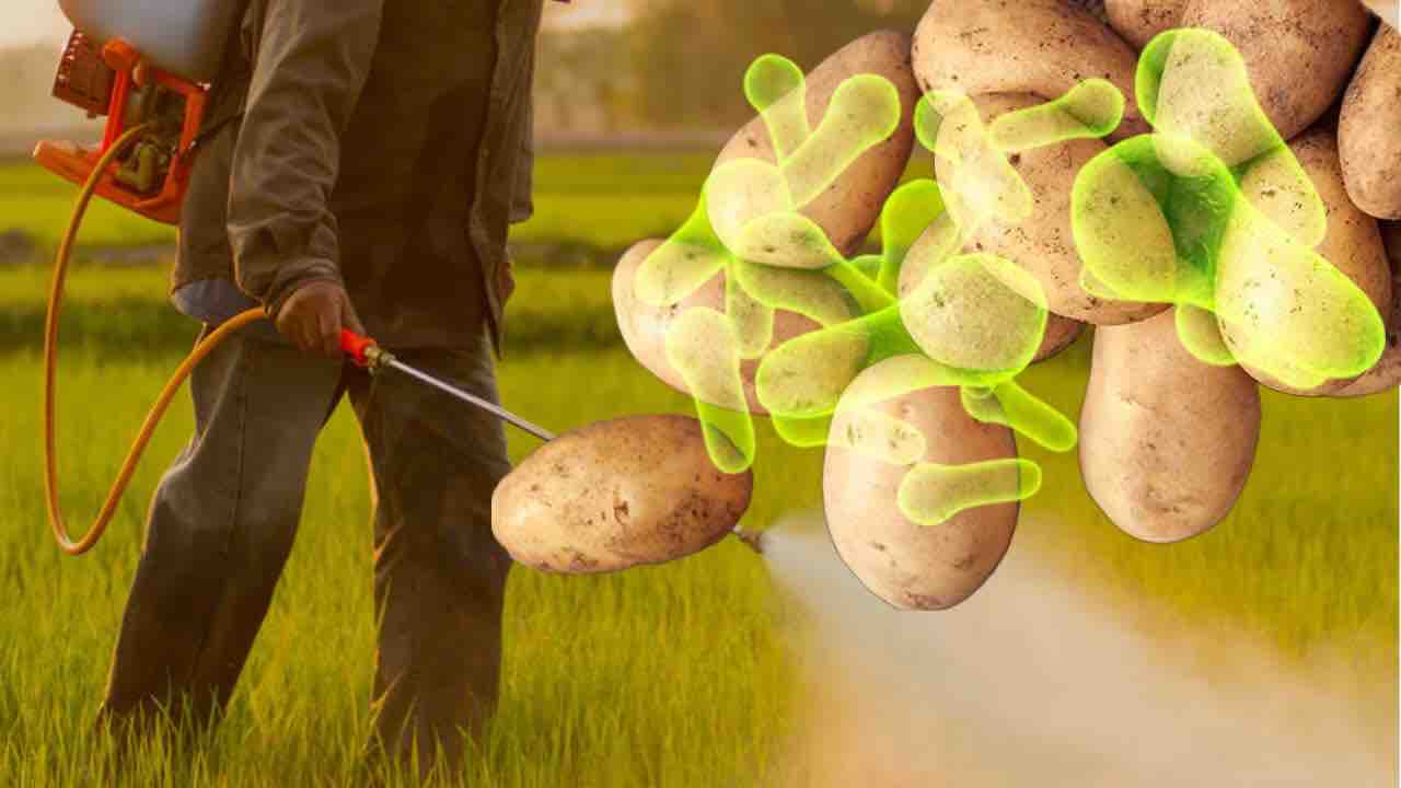 Patate e pesticidi